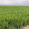 Teren intravilan 20.000 mp Albota Arges langa Papilon 0% Comision  thumb 1