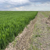 Teren intravilan 20.000 mp Albota Arges langa Papilon 0% Comision  thumb 2