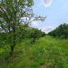 Teren Viile Satu Mare thumb 1