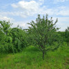 Teren Viile Satu Mare thumb 4