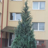 VANZARE APARTAMENT- 1 CAMERA-38 MP+6 MP BALCON- VALEA GARBOULUI, FLORESTI   thumb 2