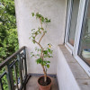 Apartament 2 camere spatios Pasaj Marasesti - Comision 0% thumb 6