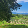 Proprietate rară – 2 case + livadă, vie și teren generos, la 20 km de Târgu Jiu thumb 3