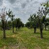 Teren Intravilan - Str. Gorganu, Calinesti - 1268 mp! thumb 1