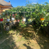 Casă cu grădină și anexe de vânzare – Bâlta, com. Runcu, Gorj thumb 2
