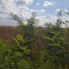 TEREN CATEASCA   thumb 1