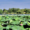  Casă de vânzare în Ghermănești, Snagov – cu teren si aproape de lac thumb 11