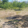 Teren extravilan de vânzare – Stănești, 3.861 mp, livadă de cireși imaginea mica 3 Teren extravilan de vânzare – Stănești, 3.861 mp, livadă de cireși thumb 3