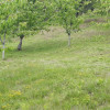 Teren extravilan de vânzare – Stănești, 3.861 mp, livadă de cireși imaginea mica 8 Teren extravilan de vânzare – Stănești, 3.861 mp, livadă de cireși thumb 8