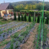 Casă P+M cu 1.558 mp teren, livadă și garaj | Barza, Gorj Comision 0%  thumb 8