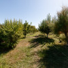 Casa visurilor cu 4000 mp livada roditoare si gradina Darmanesti-Arges imaginea mica 5 Casa visurilor cu 4000 mp livada roditoare si gradina Darmanesti-Arges thumb 5